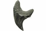 Rare, Fossil Shark (Parotodus) Tooth - South Carolina #214479-1